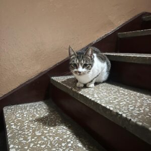 WhatsApp Image 2025-06-27 at 23.35.44